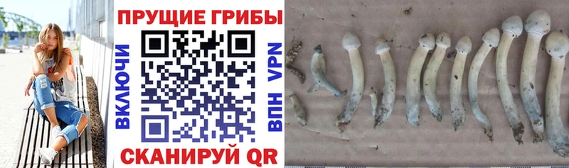 Псилоцибиновые грибы Cubensis  Глазов 